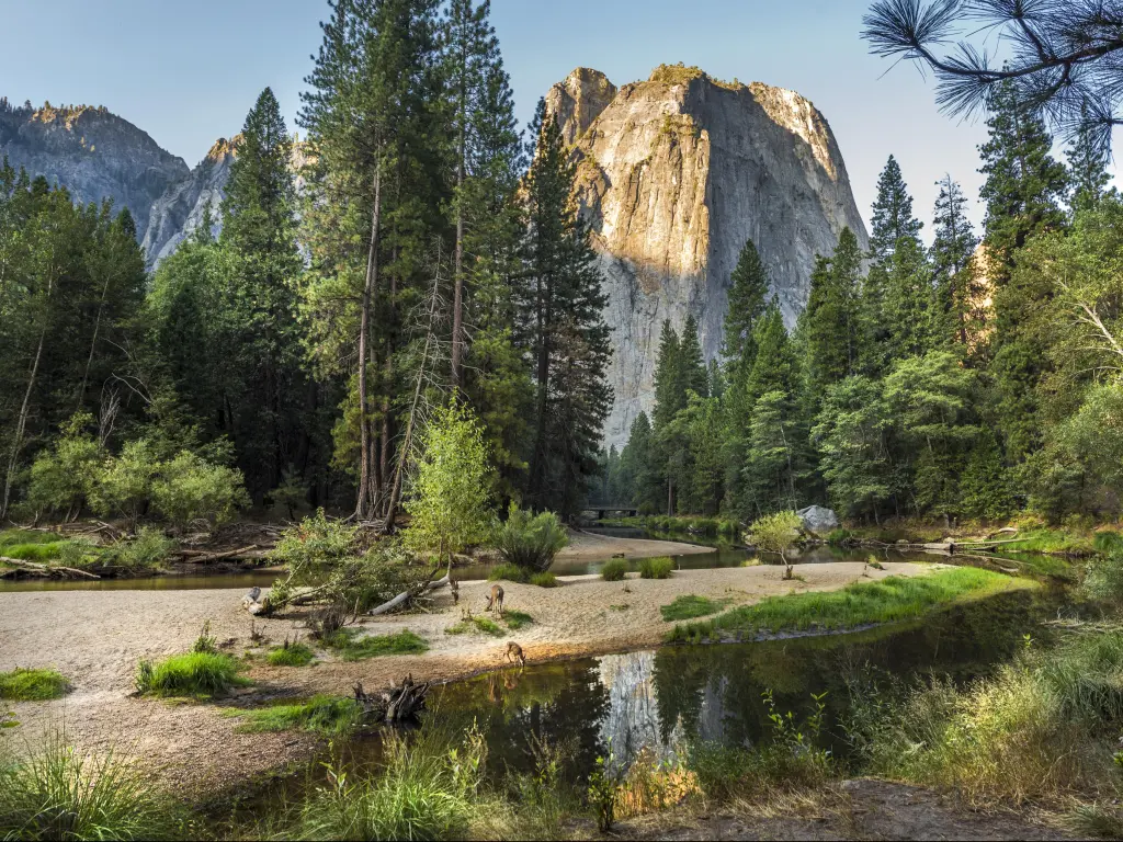 Yosemite National Park, California, USA on a sunny day with tall trees and a river in the foreground and a mountain peak in the distance.