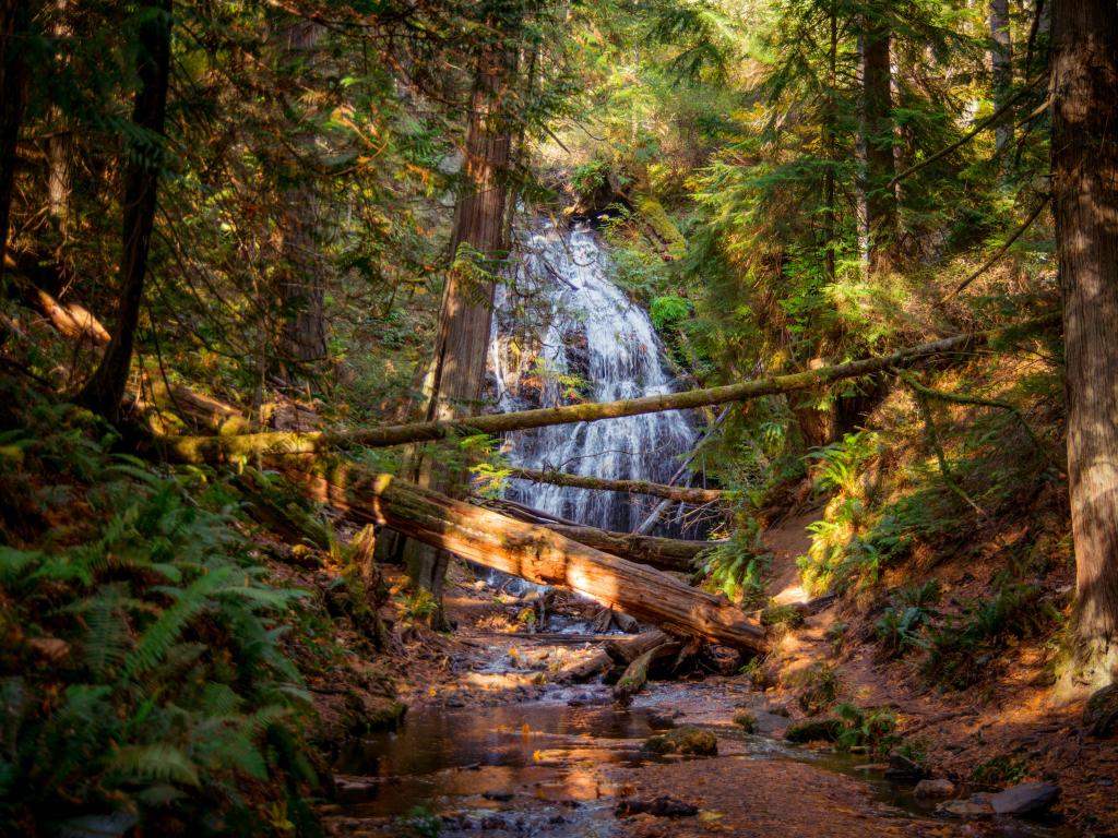 San Juan Islands, Washington State, USA with fall leaves in the scenic woods, with the sun shining through the dense forest and a waterfall in the background.