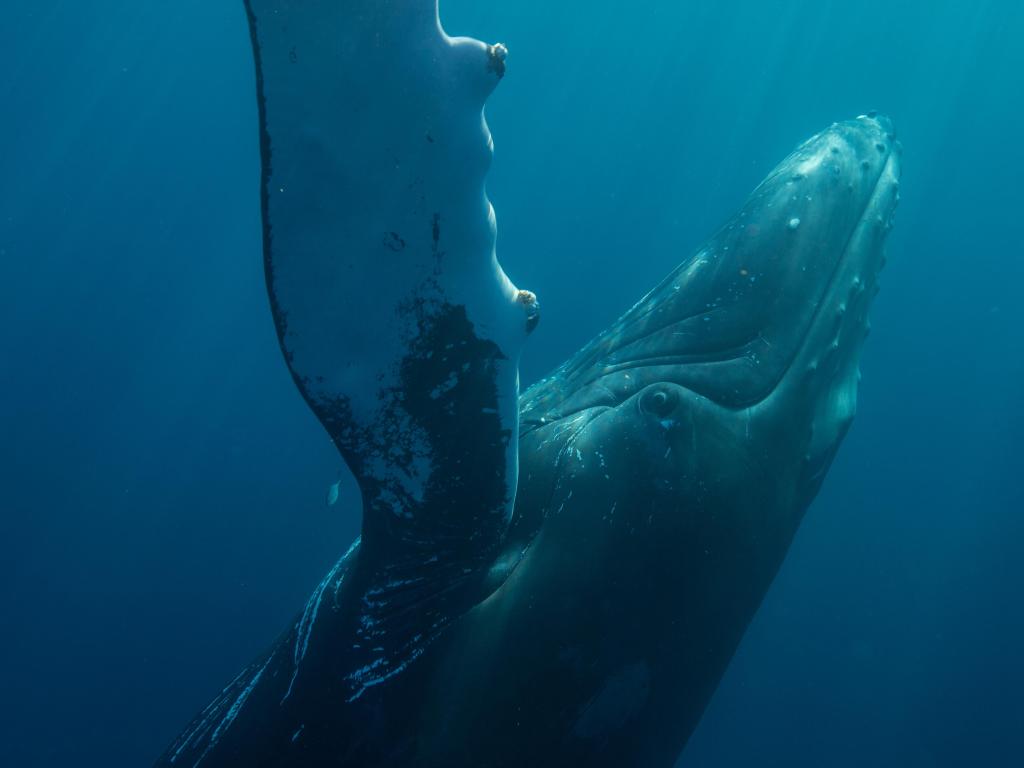 A humpback whale going for the surface in the Atlantic Ocean