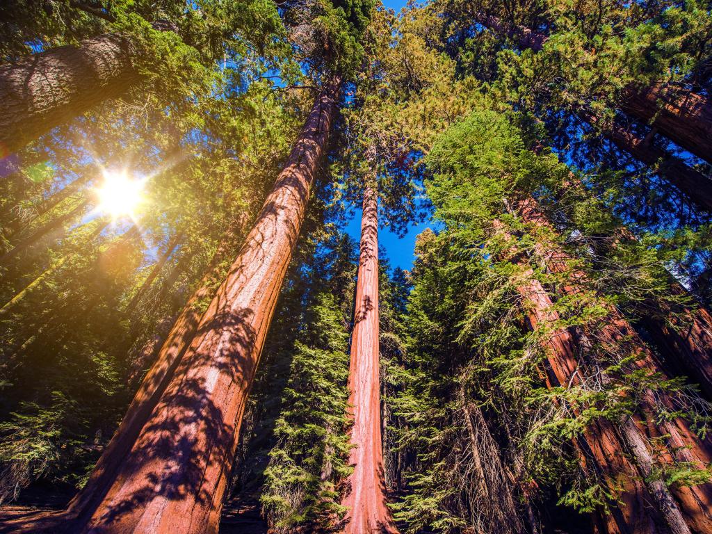 Giant Sequoias Forest. Sequoia National Forest in California Sierra Nevada Mountains, United States.