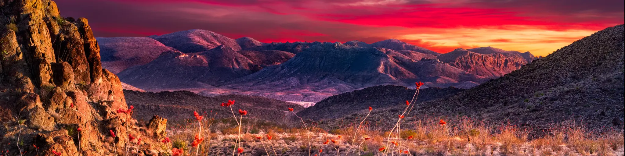 Big Bend National Park, Texas at sunset in Big Bend National Park featuring bright orange Ocotillo blooms in the foreground