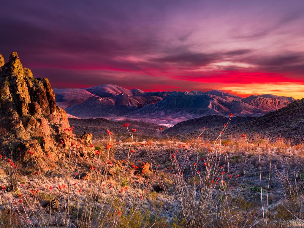 Big Bend National Park, Texas at sunset in Big Bend National Park featuring bright orange Ocotillo blooms in the foreground