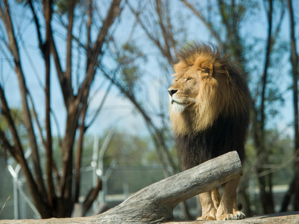 Lion at Western Plains Zoo.