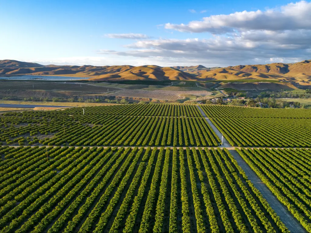 Bakersfield, California, USA taken at an olive plantation with large hills in the background and taken on a sunny day.