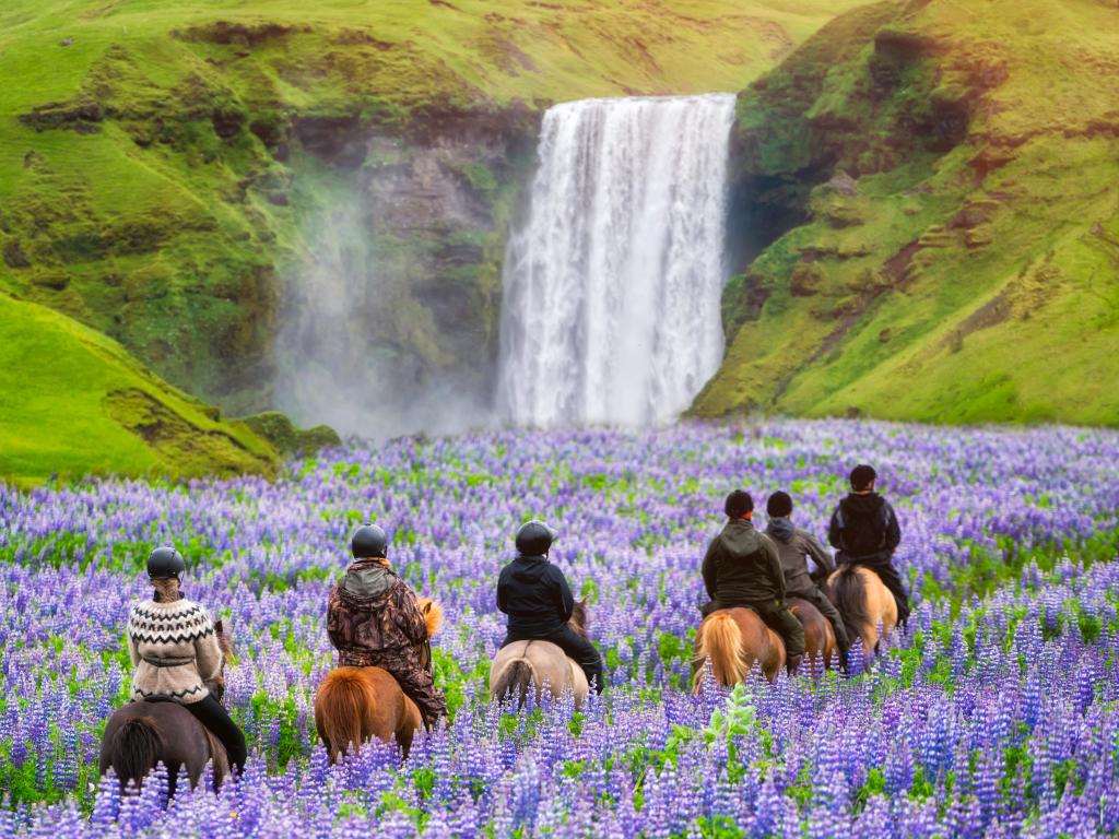 Tourists ride on horseback towards the famous Skogafoss Waterfall in Iceland, through beautiful purple wildflowers, on a summer day