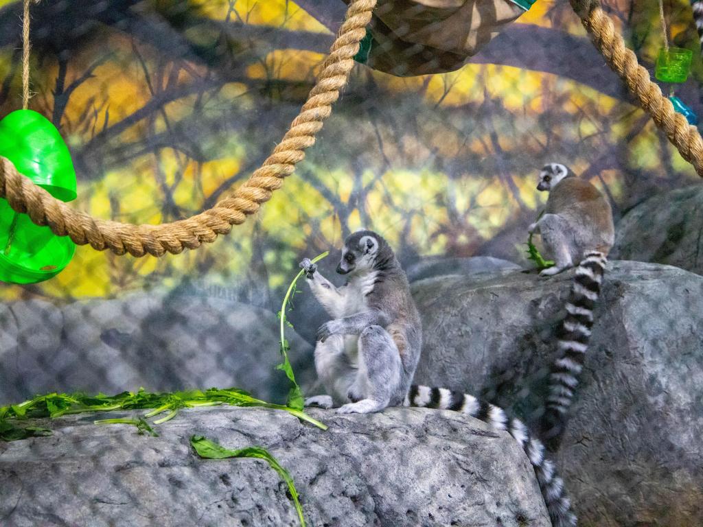 Long-tailed lemurs sitting on a rock at Staten Island Zoo