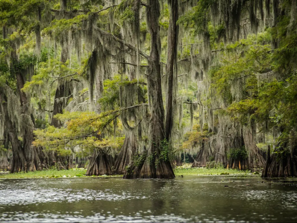 The swamp and bald cypress trees on Caddo Lake between Texas and Louisiana.