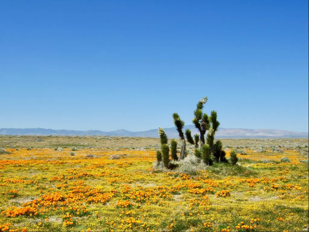 Joshua Tree National Park, California, USA with a cacti and California Poppy on a sunny day.