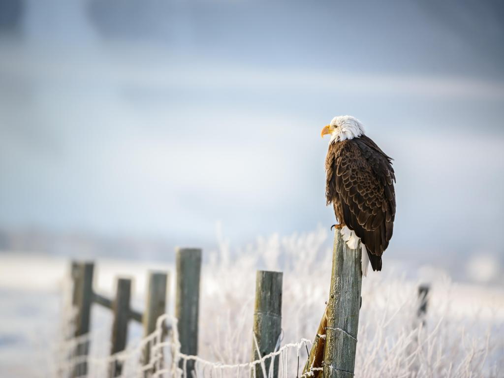 Bald Eagle standing on a fence, Grand Teton National Park, Wyoming.
