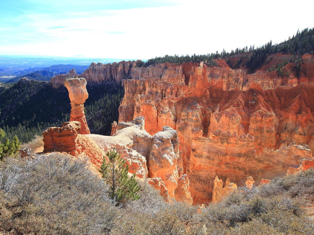 Bryce Canyon National Park, Utah, USA with shrubs in the foreground and orange stone canyons in the distance on a sunny day.