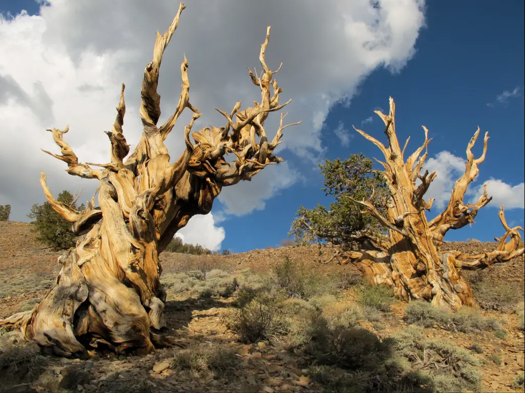 Ancient bristlecone pine trees growing in a forest near Bishop, California.