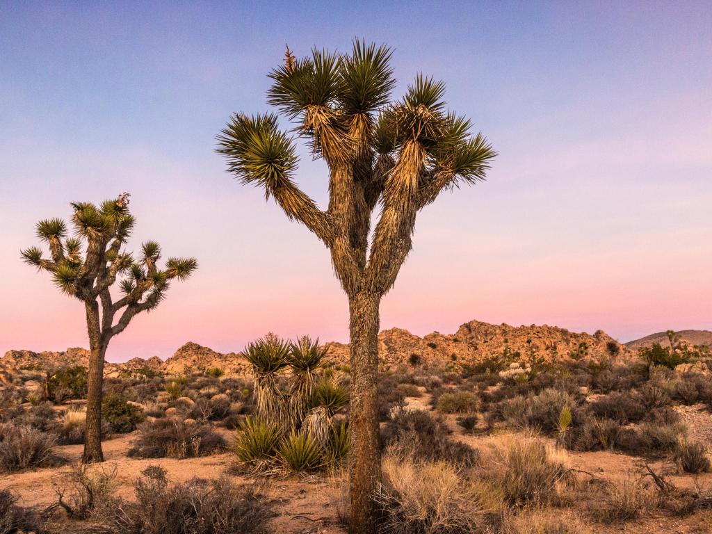 Joshua Tree National Park, California, USA with a view of the famous Joshua trees during sunset in the Mojave Desert.