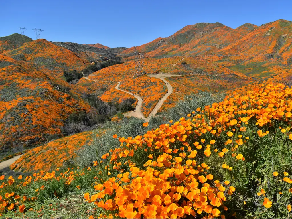 Lake Elsinore, California, USA with a super bloom of orange wildflowers on a sunny day.