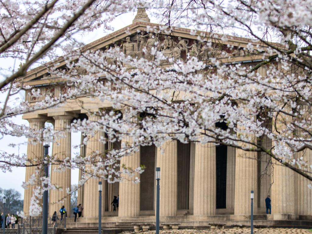 Cherry Blossom branches in front of the replica of Parthenon in March