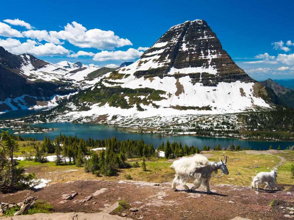 Mountain goats surrounded by incredible views over hidden lake and snow-capped hills at Glacier National Park