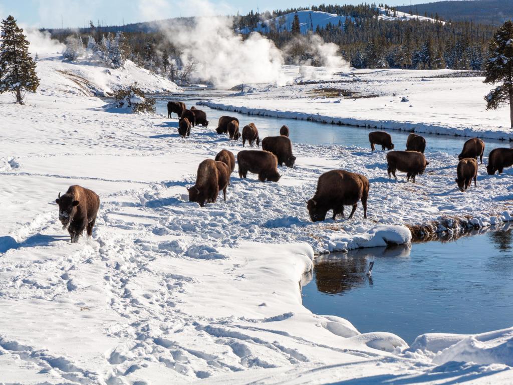 Bison grazing near Yellowstone National Park, Idaho, USA hot springs in winter with snow covering the ground.