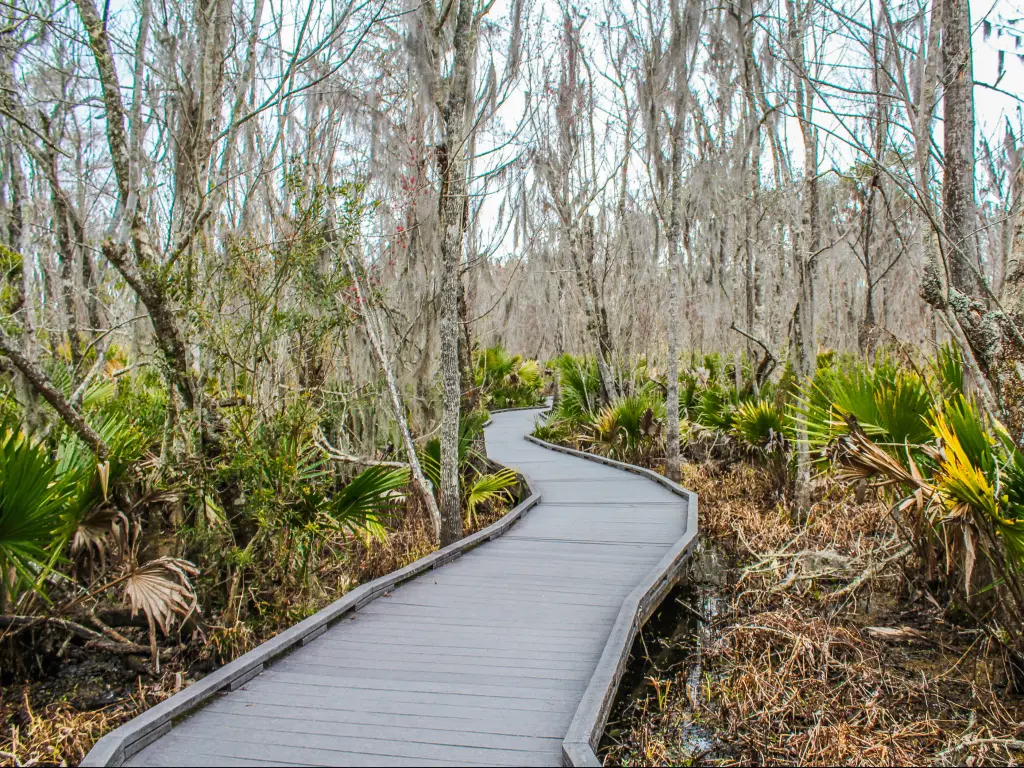 A path through the Barataria Preserve, part of the Jean Lafitte National Historical Park near New Orleans
