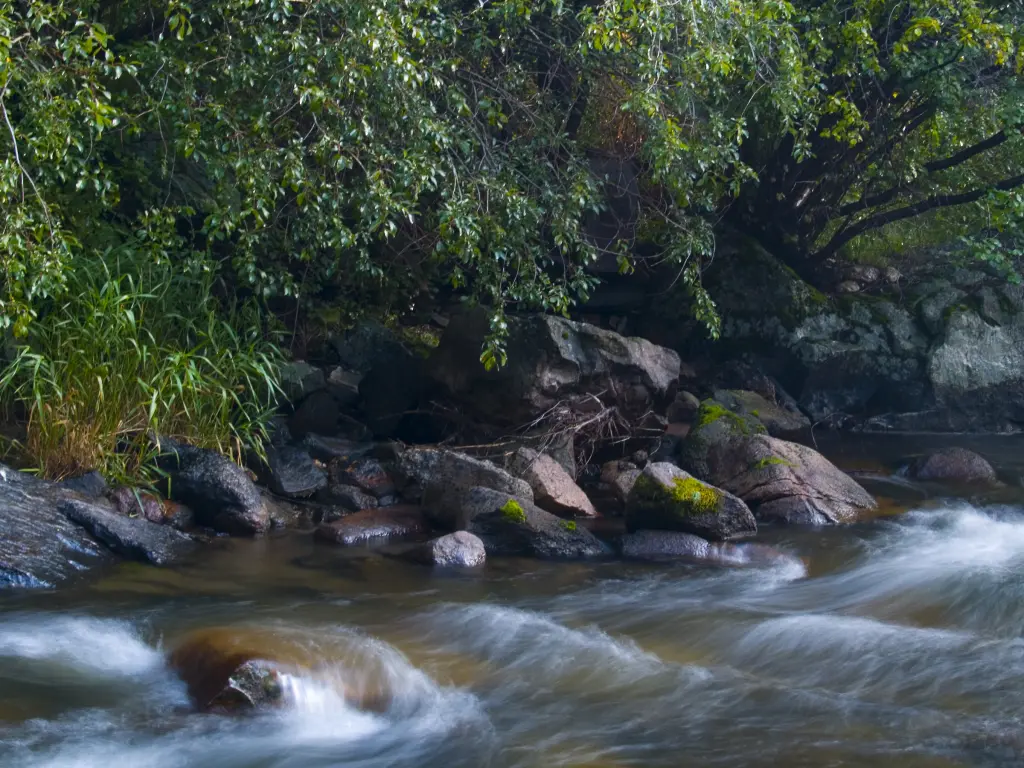 Beautiful and powerful river flowing by the trees in Colorado