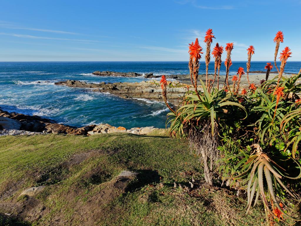 Garden Route National Park, South Africa with a scenic coastline view and flowering aloe in the foreground, sea in the distance on a sunny clear day.