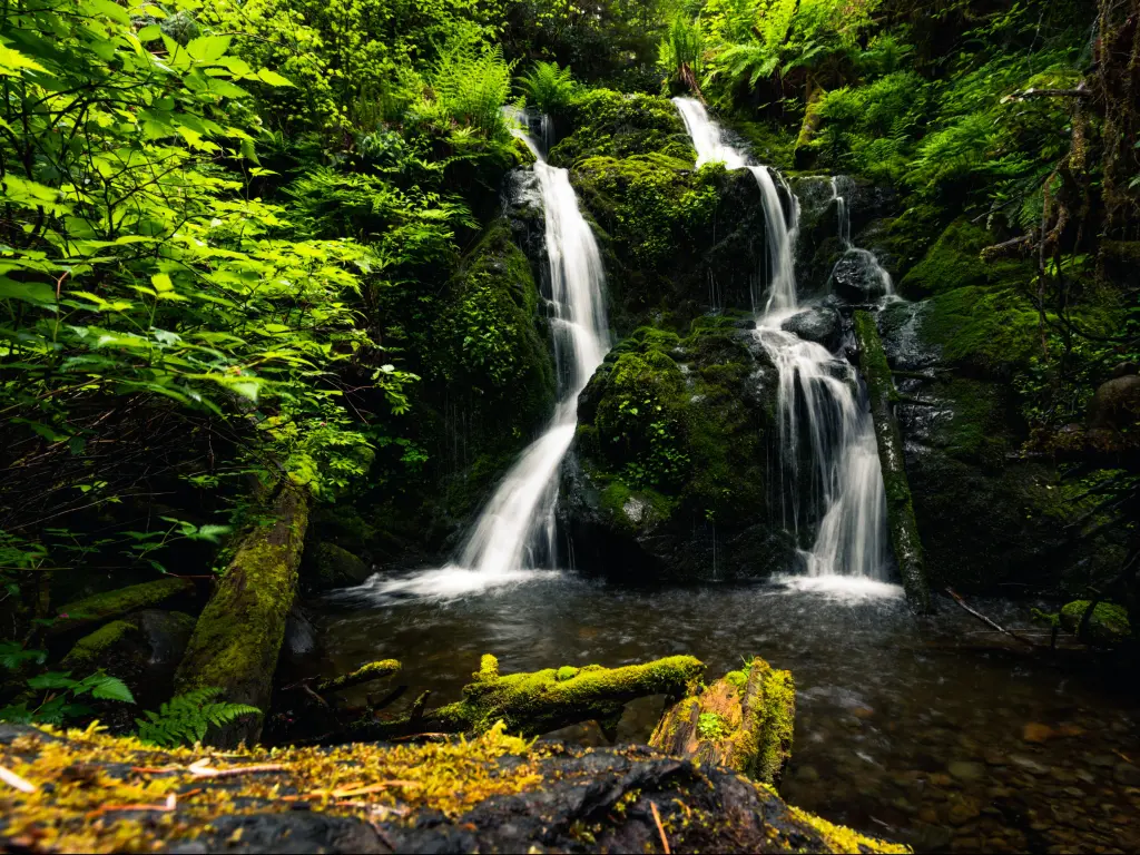 Cascade Falls, Quinault Loop Trail, Quinault Lake and Rainforest, Olympic National Park, Washington.