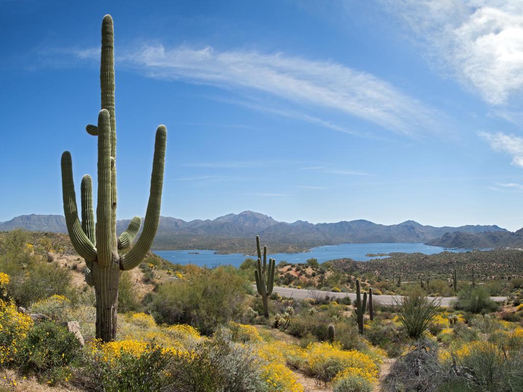 Saguaros in Sonoran Desert on a sunny day with Bartlett Lake in background.