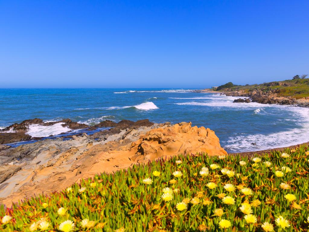 Bean Hollow State Beach, California, USA with flowers in the foreground, rocky ground and then a beach and sea beyond taken on a sunny day.