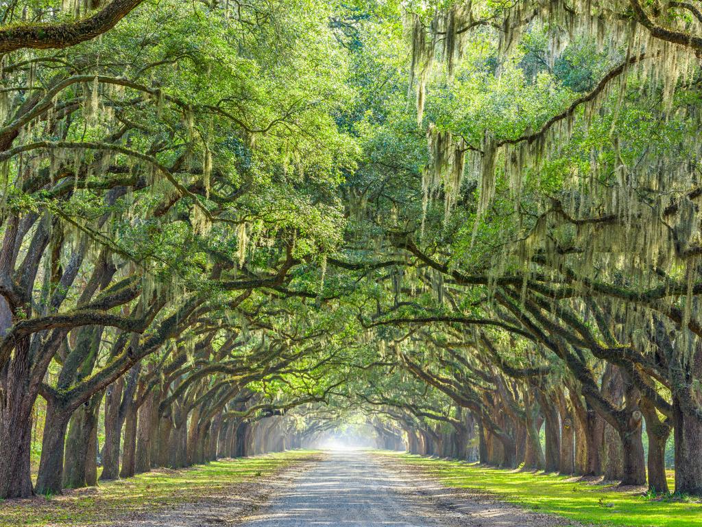View looking down the oak tree-lined road at historic Wormsloe Plantation in Savannah, GA