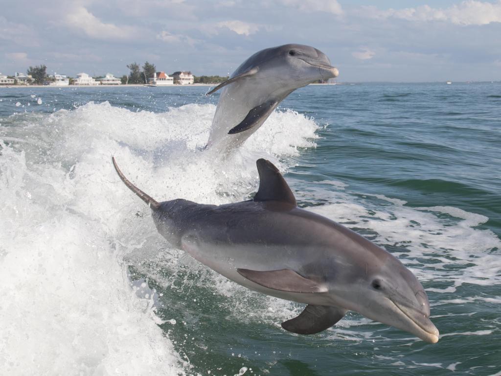 Bottlenose Dolphin naturally swimming in the waters