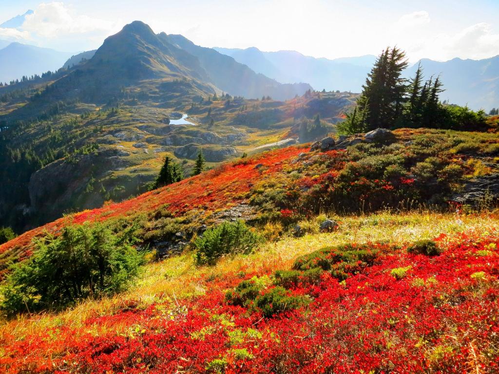 North Cascade Range, Washington, USA taken during the fall with the Yellow Aster Butte hiking trail in the distance, bright red flowers in the foreground and taken on a sunny day.
