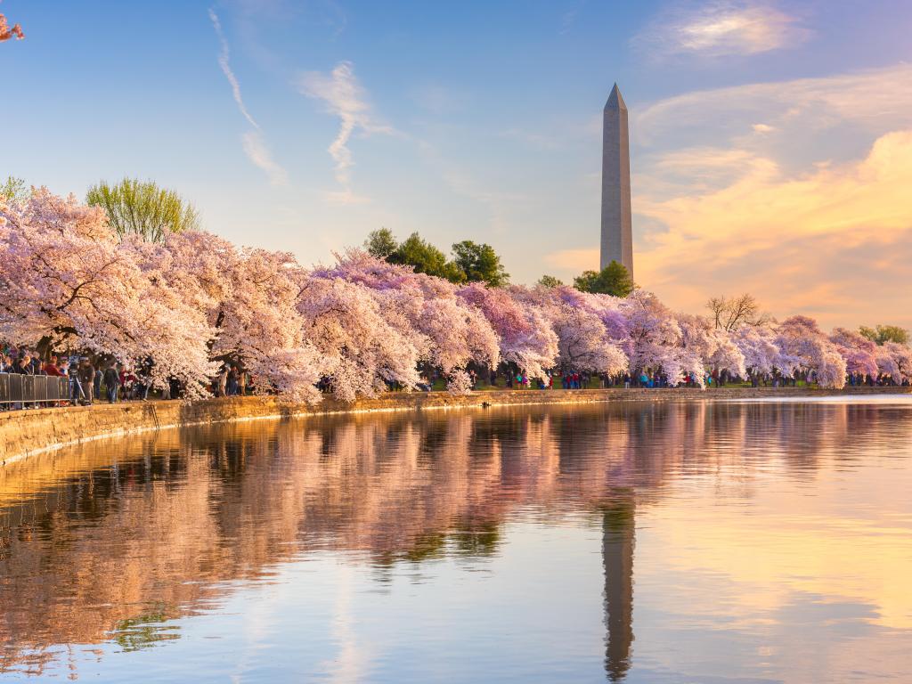 Washington DC, USA at the tidal basin with Washington Monument in spring season and the lake reflecting the trees. Taken at a beautiful sunset.