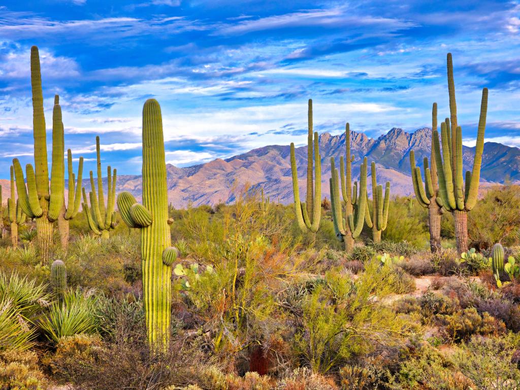 Saguaro and Four Peaks near Phoenix, Arizona.