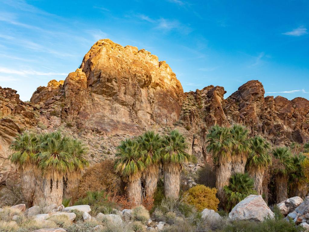Palm trees in the scenic canyon with sand-colored cliffs and blue sky in the background