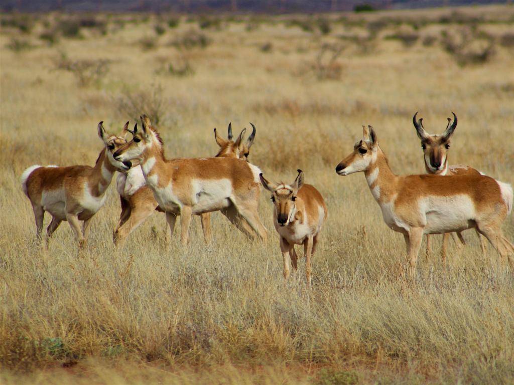 A Small Herd of Pronghorns, west of Alpine, Texas, USA.