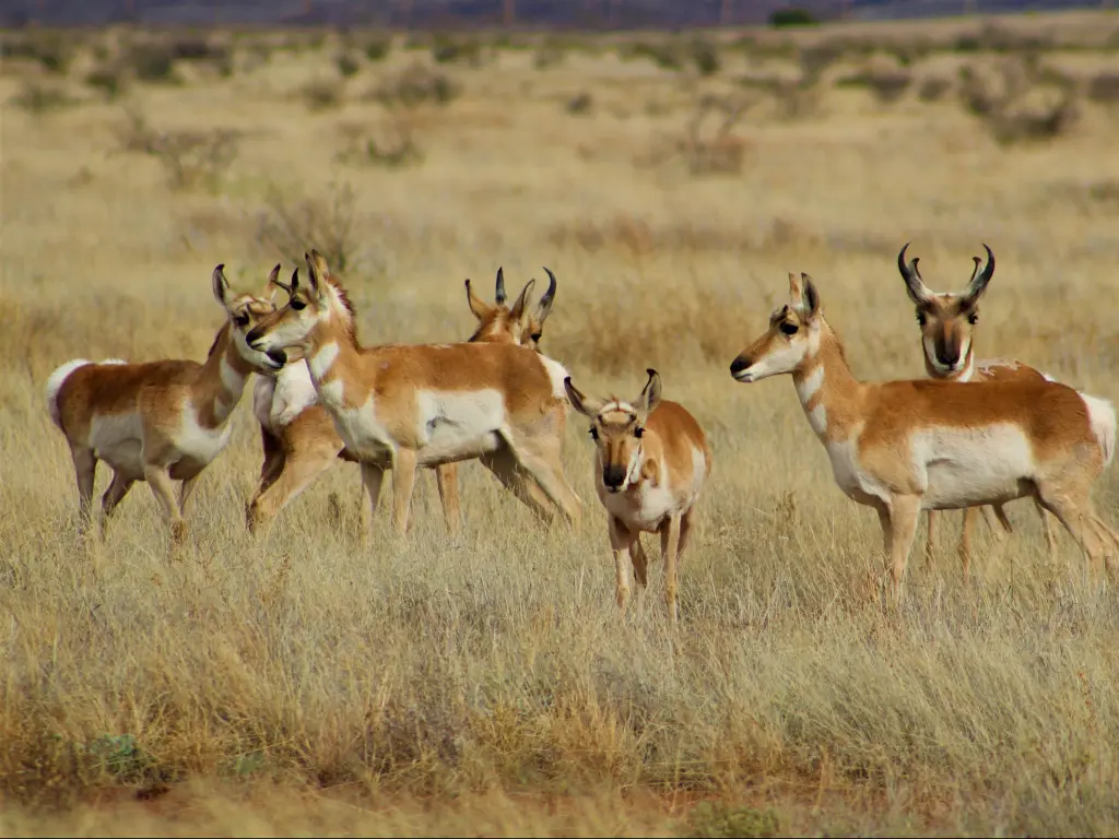 A Small Herd of Pronghorns, west of Alpine, Texas, USA.