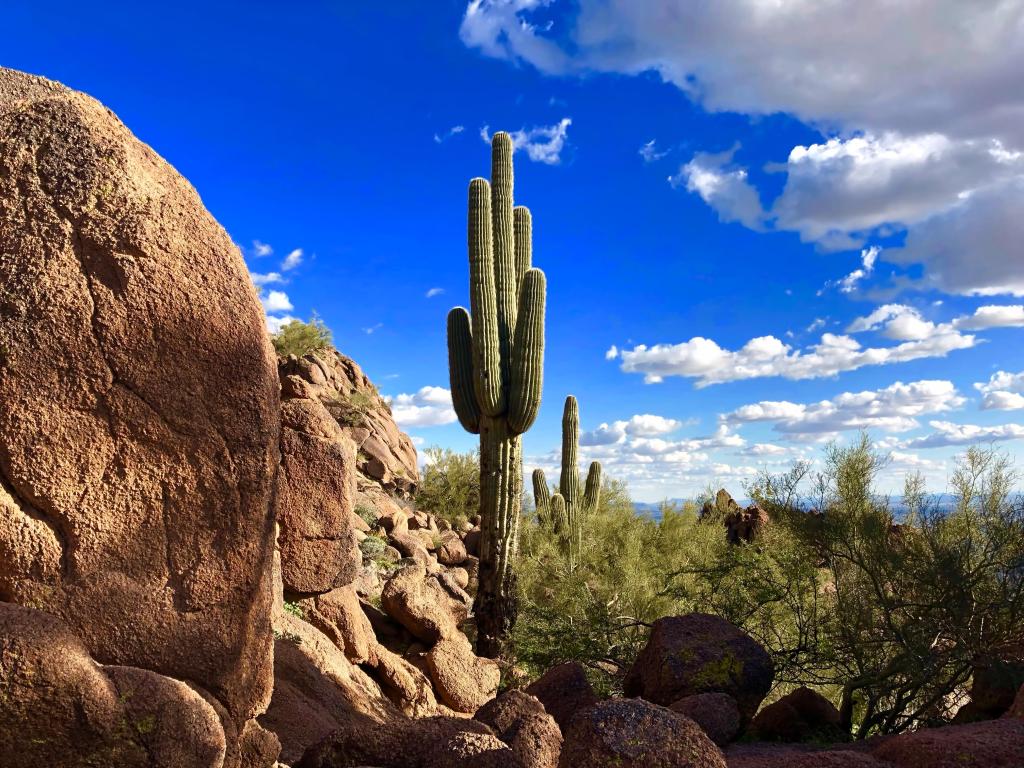 Cactus standing tall amid the rocks at Camelback Mountain, Arizona, with vivid blue sky