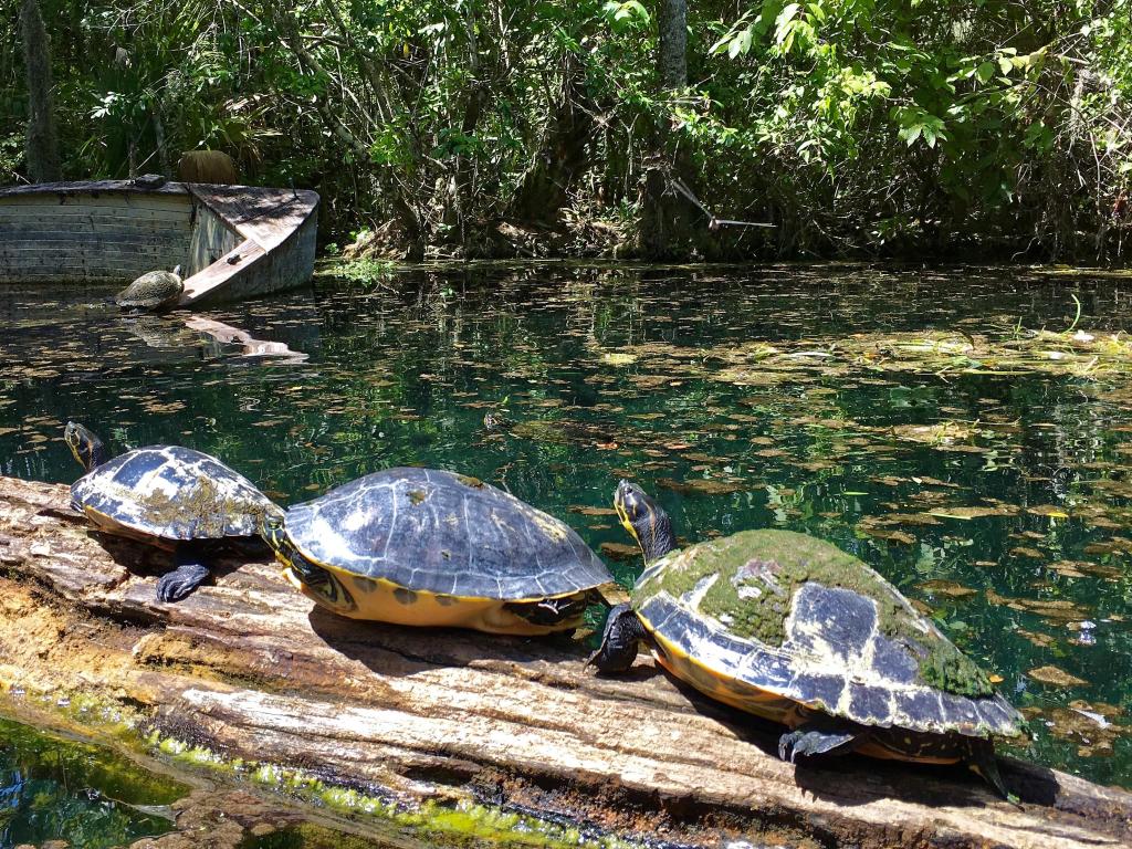 Silver Springs State Park, Florida, USA with a view of turtles and swamp in the background. 