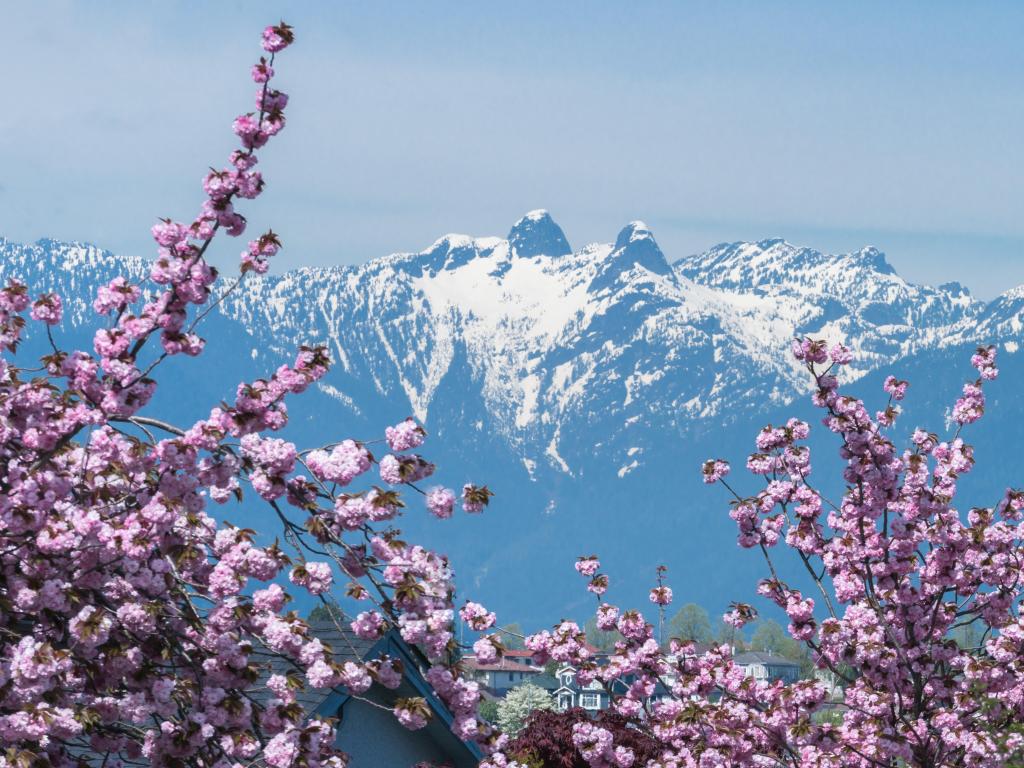 Pink cherry blossom in the foreground with a snow covered mountain range in the distance