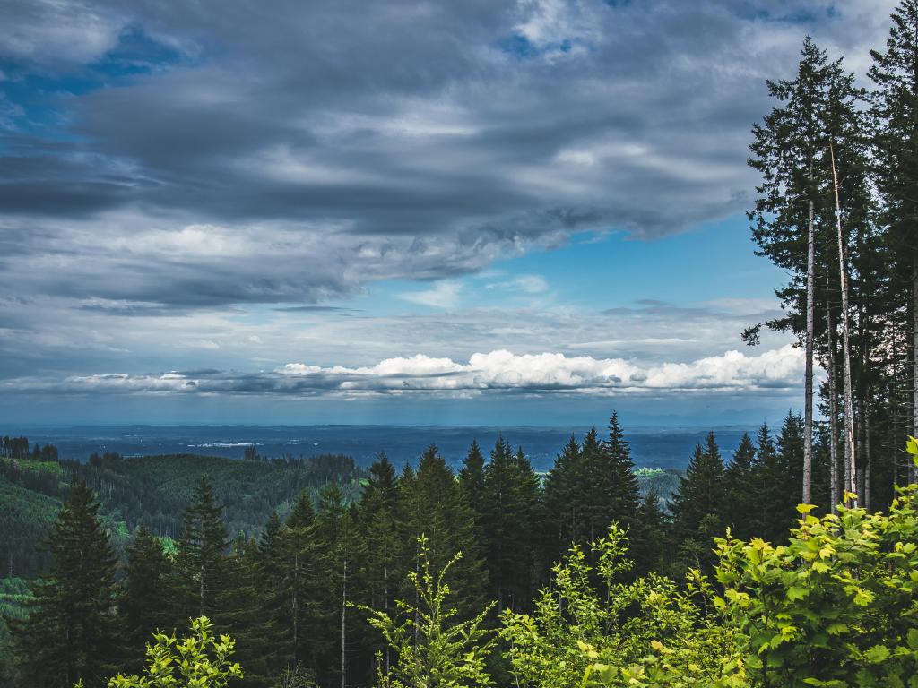 View of Capitol State Forest, Washington under a cloudy sky