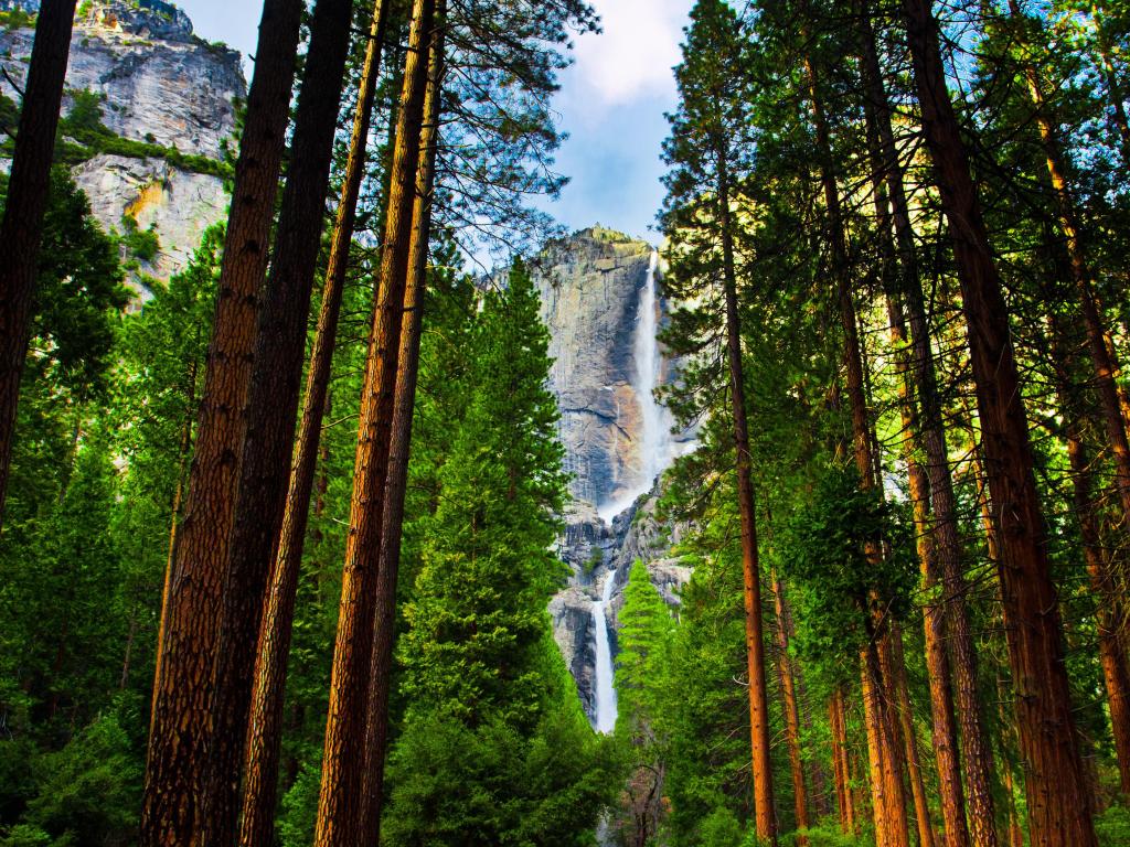 Yosemite Waterfalls behind Sequoias in Yosemite National Park, California, USA.