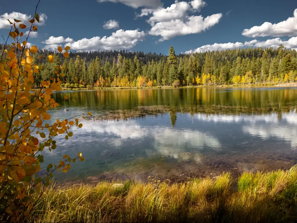 Dixie National Forest, Southern Utah, USA with a stunning autumn view of the Mirror Lake of Duck Creek on a sunny day with trees in the background.