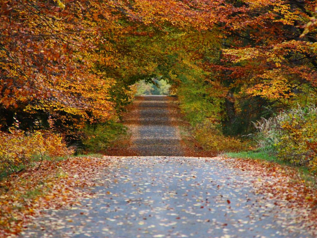 A road in Łuczyna, Poland, surrounded by beautiful autumn foliage