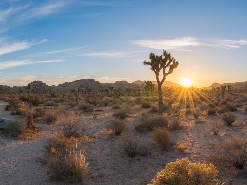 Hiking early in the morning at Joshua Tree National Park