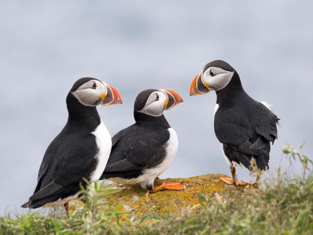 Three puffins standing together