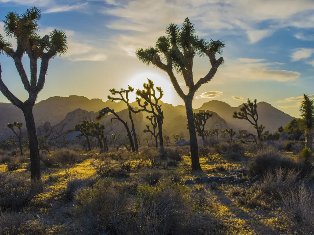 Joshua trees at sunrise in the Joshua Tree National Park with mountains in the background.