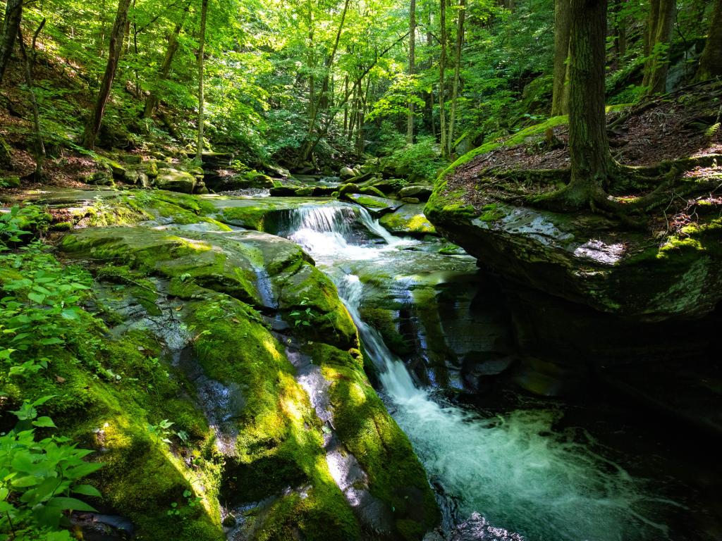 A beautiful river cascading down a rocky bed with a thick canopy of trees in Sundown Forest