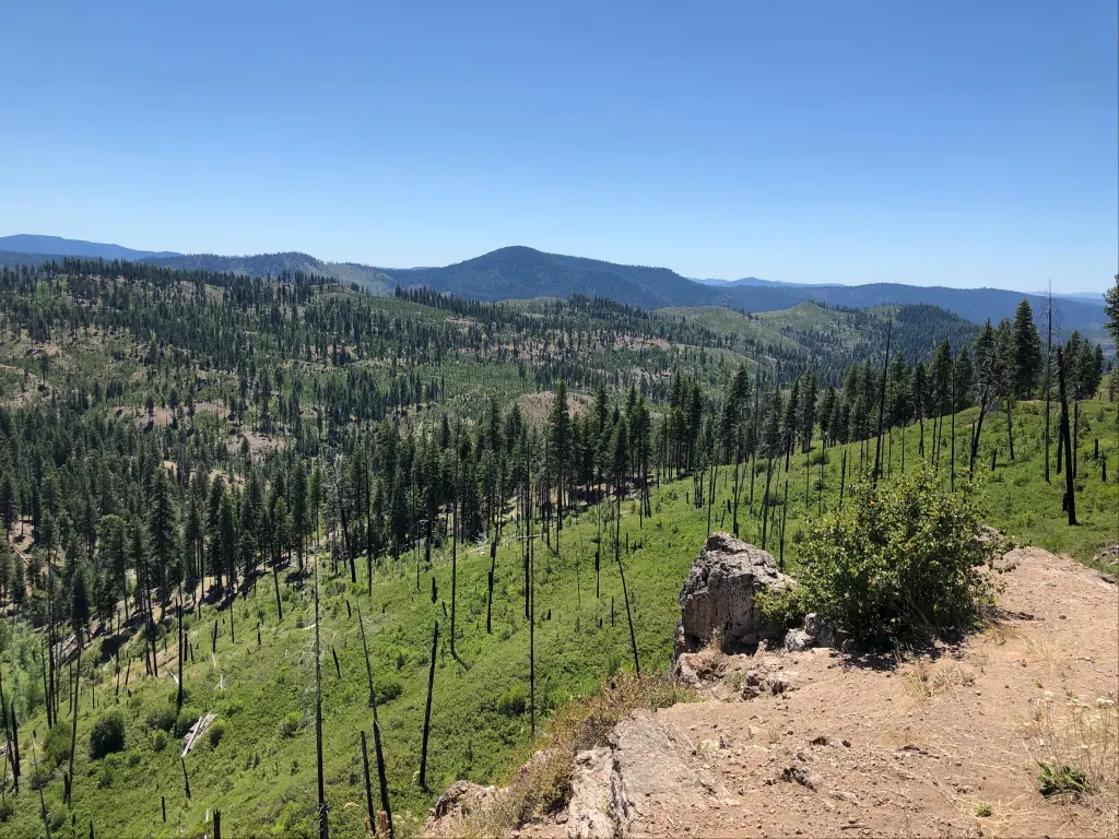 A panoramic view of the lush woodlands of Ochoco National Forest and Stein's Pillar