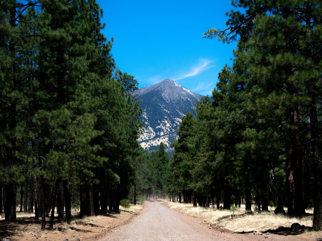 Photo of a mountain between the trees on a dirt road in Flagstaff, Arizona, USA on a sunny day.