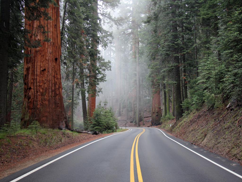 Road in the Sequoia National Park through a giant sequoia tree grove.