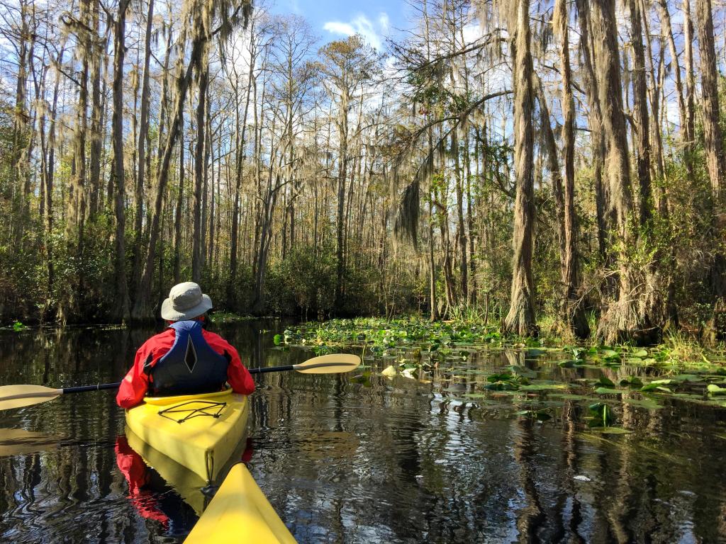 A couple kayaking through the great blackwater swamp in Okefenokee National Wildlife Refuge.