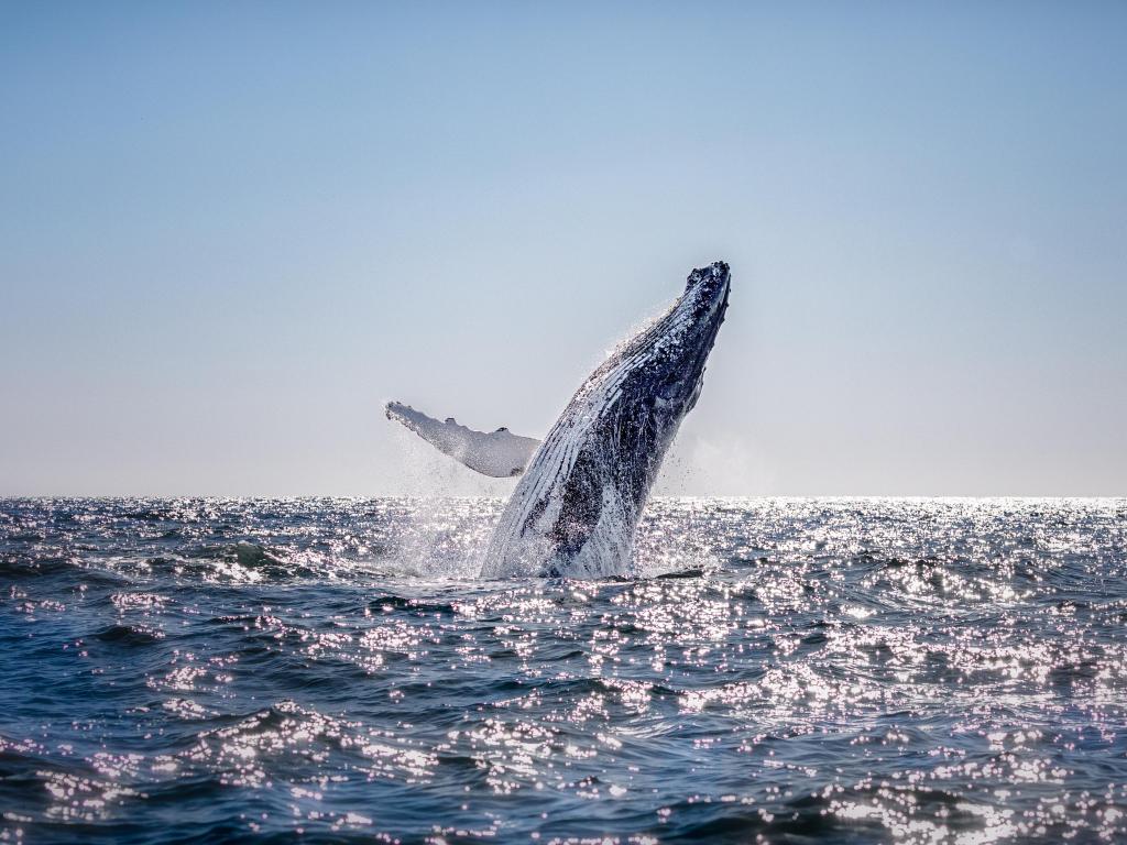 Humpback whale breaching high out of calm blue sea in sunlight, South Australia